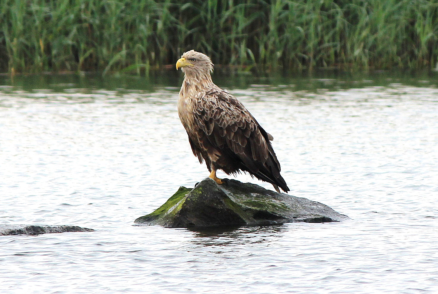 Adler im Wasser