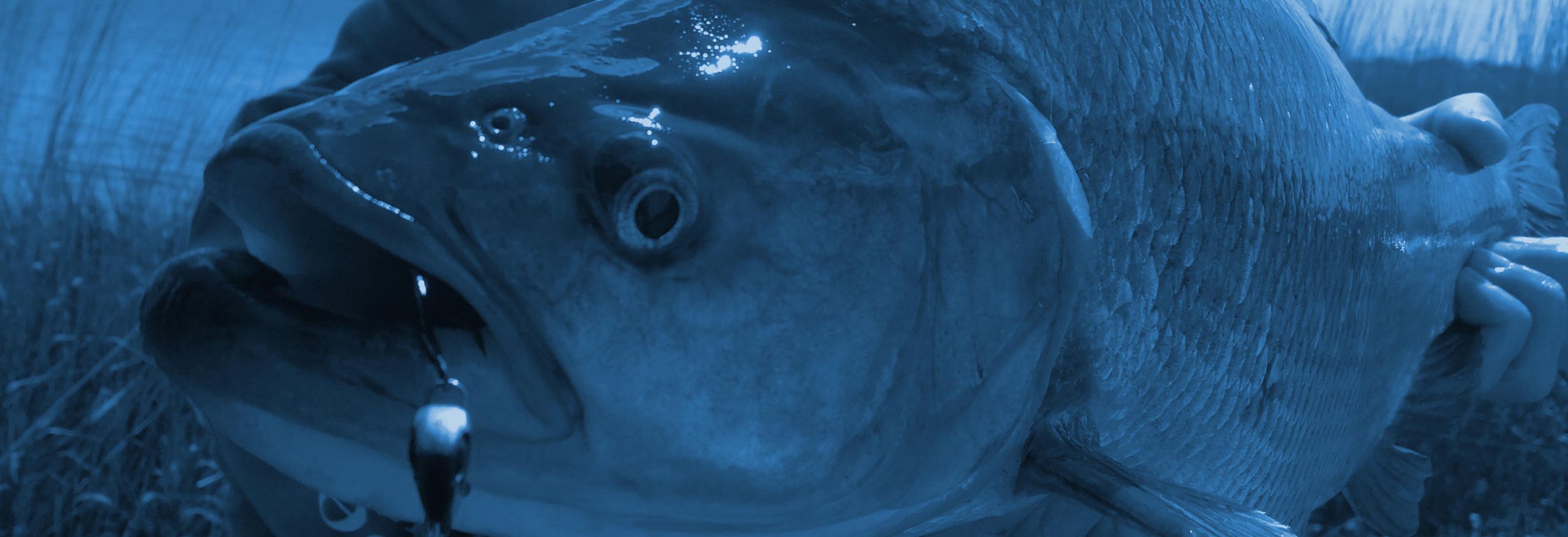 Fischarten Waterkahnt