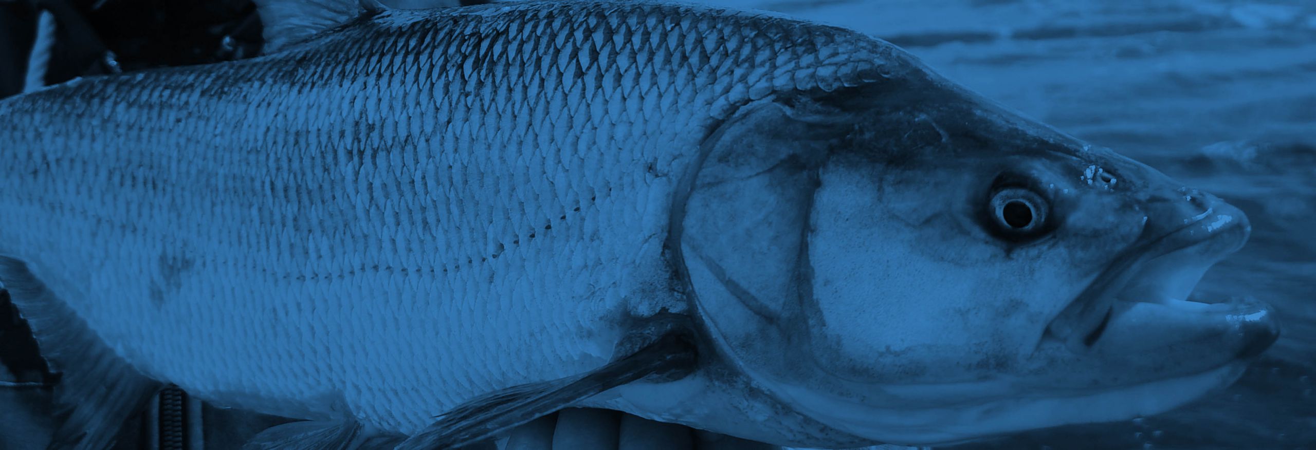 Fischarten Waterkahnt